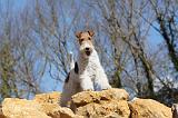 FOX TERRIER 101